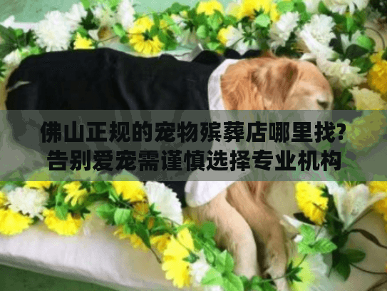 佛山正规的宠物殡葬店哪里找?告别爱宠需谨慎选择专业机构