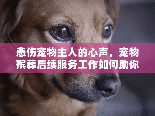 悲伤宠物主人的心声，宠物殡葬后续服务工作如何助你走出哀伤？