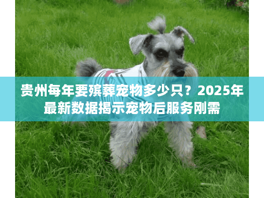 贵州每年要殡葬宠物多少只？2025年最新数据揭示宠物后服务刚需