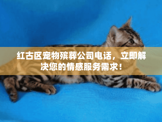 红古区宠物殡葬公司电话，立即解决您的情感服务需求！