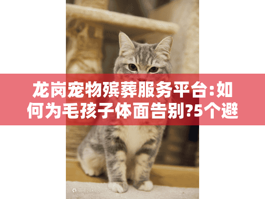龙岗宠物殡葬服务平台:如何为毛孩子体面告别?5个避坑指南
