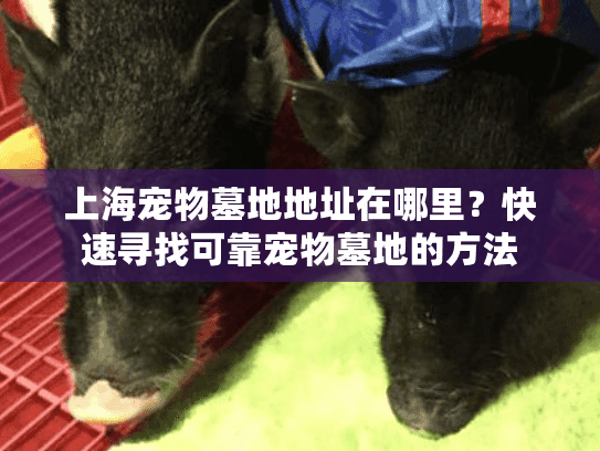 上海宠物墓地地址在哪里？快速寻找可靠宠物墓地的方法