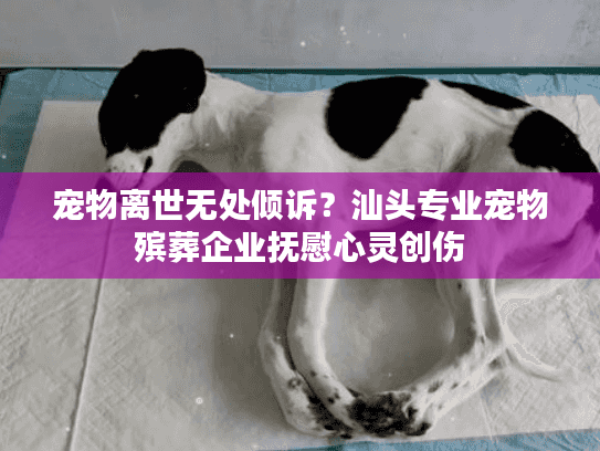 宠物离世无处倾诉？汕头专业宠物殡葬企业抚慰心灵创伤