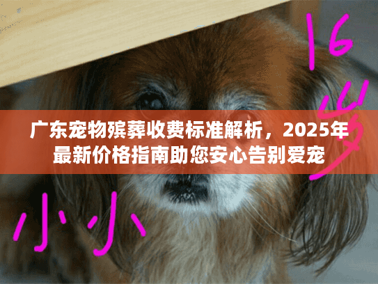 广东宠物殡葬收费标准解析，2025年最新价格指南助您安心告别爱宠