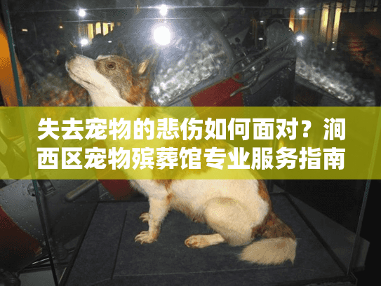 失去宠物的悲伤如何面对？涧西区宠物殡葬馆专业服务指南