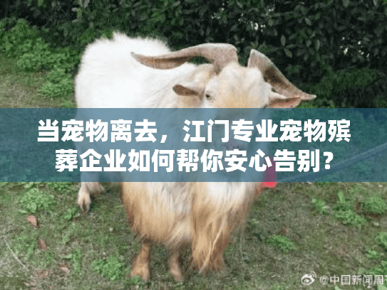 当宠物离去，江门专业宠物殡葬企业如何帮你安心告别？