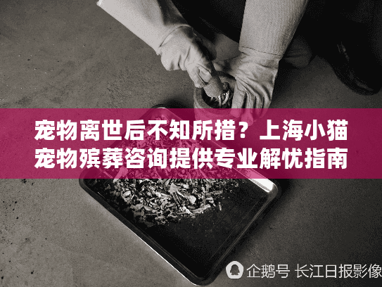 宠物离世后不知所措？上海小猫宠物殡葬咨询提供专业解忧指南