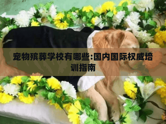 宠物殡葬学校有哪些:国内国际权威培训指南