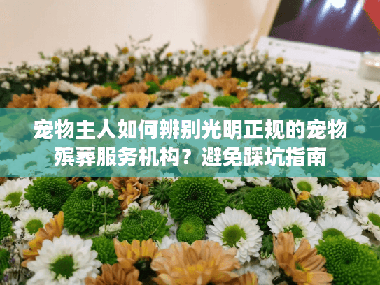 宠物主人如何辨别光明正规的宠物殡葬服务机构？避免踩坑指南