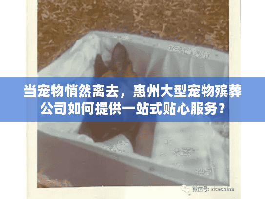 当宠物悄然离去，惠州大型宠物殡葬公司如何提供一站式贴心服务？