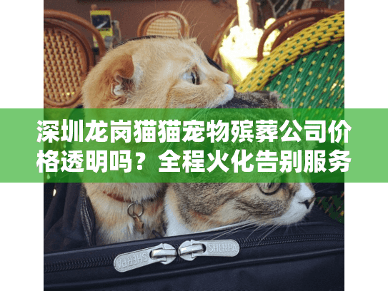 深圳龙岗猫猫宠物殡葬公司价格透明吗？全程火化告别服务详解