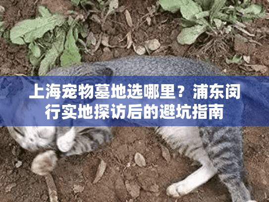 上海宠物墓地选哪里？浦东闵行实地探访后的避坑指南