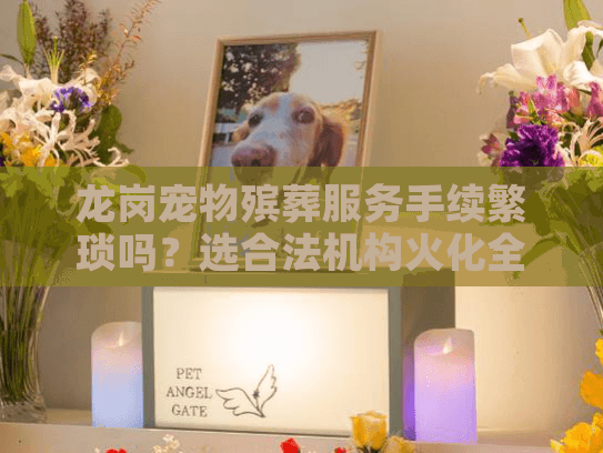 龙岗宠物殡葬服务手续繁琐吗？选合法机构火化全流程解析