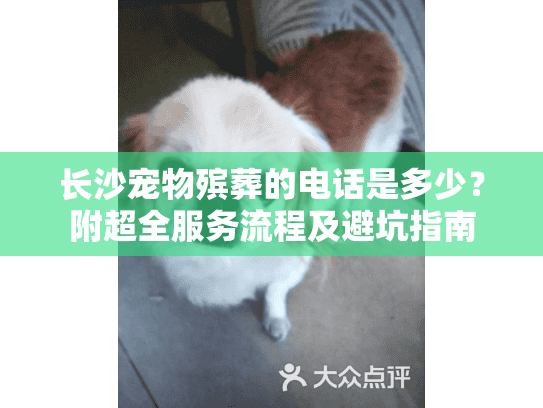 长沙宠物殡葬的电话是多少？附超全服务流程及避坑指南