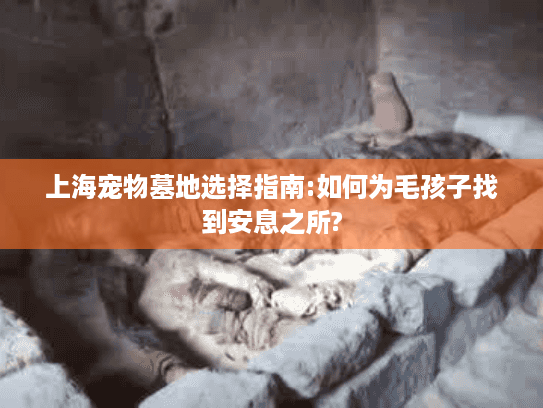 上海宠物墓地选择指南:如何为毛孩子找到安息之所?