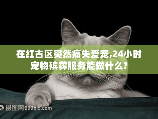 在红古区突然痛失爱宠,24小时宠物殡葬服务能做什么?