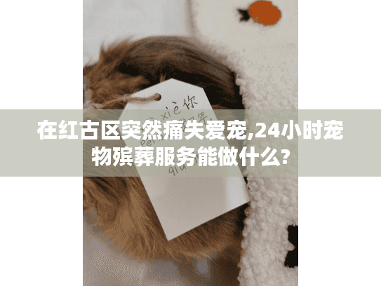 在红古区突然痛失爱宠,24小时宠物殡葬服务能做什么?