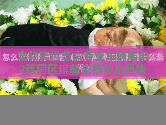 宠物离世急需专业车辆服务?西固区殡葬宠物车出租快速响应