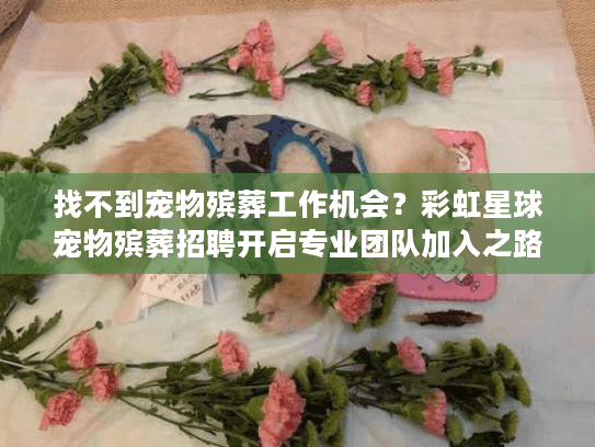 找不到宠物殡葬工作机会？彩虹星球宠物殡葬招聘开启专业团队加入之路
