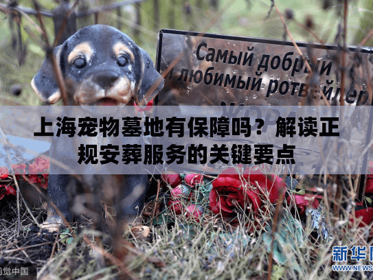 上海宠物墓地有保障吗？解读正规安葬服务的关键要点