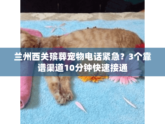 兰州西关殡葬宠物电话紧急？3个靠谱渠道10分钟快速接通