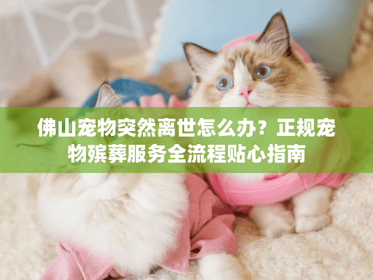 佛山宠物突然离世怎么办？正规宠物殡葬服务全流程贴心指南