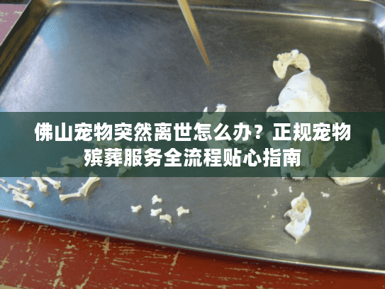 佛山宠物突然离世怎么办？正规宠物殡葬服务全流程贴心指南