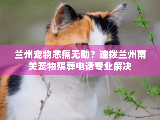 兰州宠物悲痛无助？速拨兰州南关宠物殡葬电话专业解决