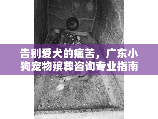 告别爱犬的痛苦，广东小狗宠物殡葬咨询专业指南
