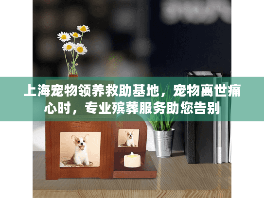 上海宠物领养救助基地，宠物离世痛心时，专业殡葬服务助您告别