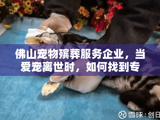 佛山宠物殡葬服务企业，当爱宠离世时，如何找到专业贴心的临终关怀？