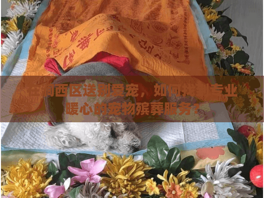 在涧西区送别爱宠，如何找到专业暖心的宠物殡葬服务？