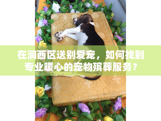 在涧西区送别爱宠，如何找到专业暖心的宠物殡葬服务？