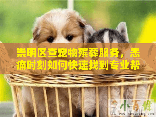 崇明区查宠物殡葬服务，悲痛时刻如何快速找到专业帮助