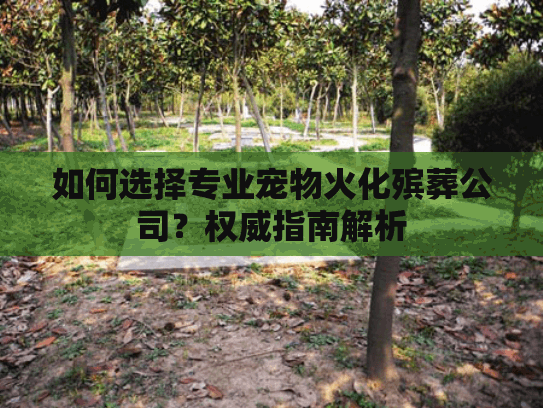 如何选择专业宠物火化殡葬公司？权威指南解析