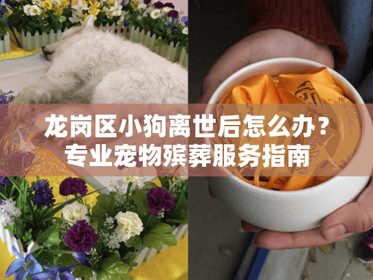 龙岗区小狗离世后怎么办？专业宠物殡葬服务指南