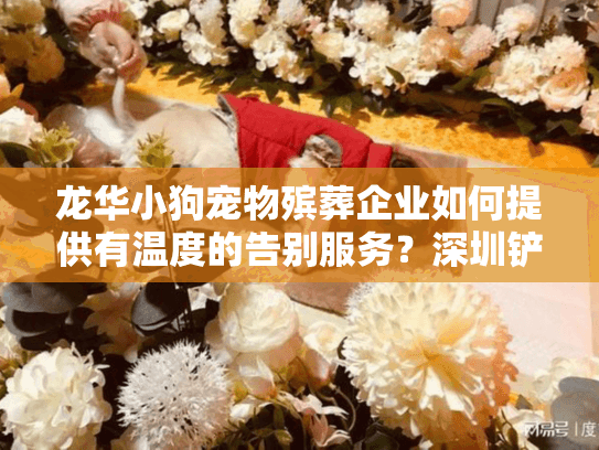 龙华小狗宠物殡葬企业如何提供有温度的告别服务？深圳铲屎官真实经历