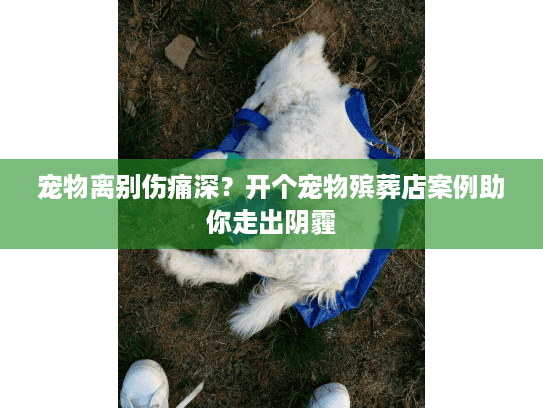 宠物离别伤痛深？开个宠物殡葬店案例助你走出阴霾