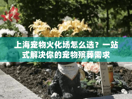 上海宠物火化场怎么选？一站式解决你的宠物殡葬需求