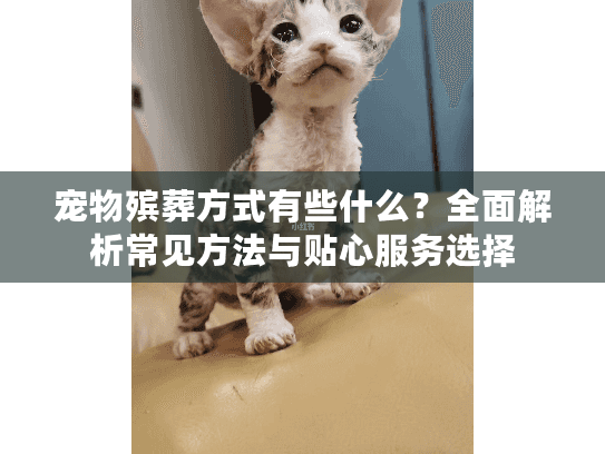 宠物殡葬方式有些什么？全面解析常见方法与贴心服务选择