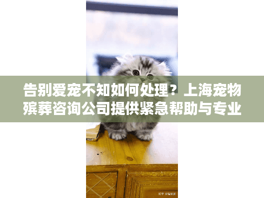 告别爱宠不知如何处理？上海宠物殡葬咨询公司提供紧急帮助与专业方案