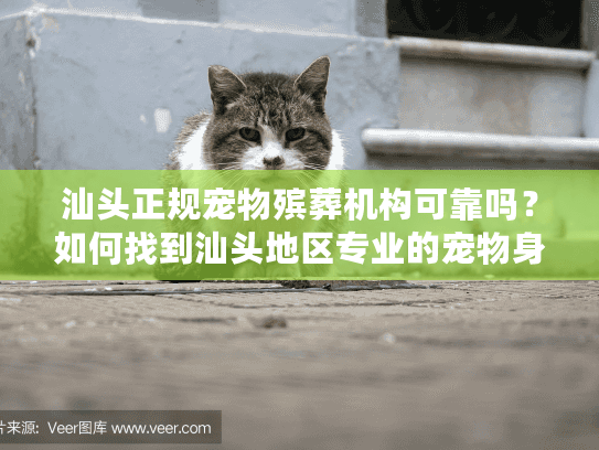 汕头正规宠物殡葬机构可靠吗？如何找到汕头地区专业的宠物身后服务？