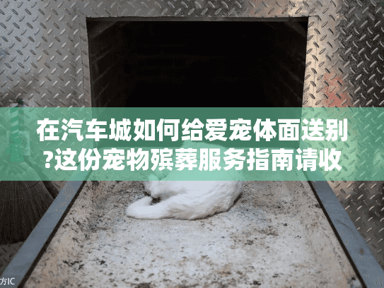 在汽车城如何给爱宠体面送别?这份宠物殡葬服务指南请收好