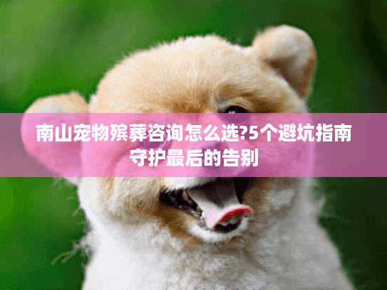 南山宠物殡葬咨询怎么选?5个避坑指南守护最后的告别