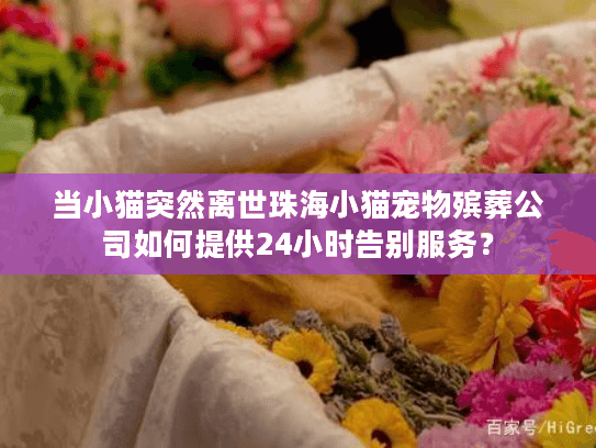 当小猫突然离世珠海小猫宠物殡葬公司如何提供24小时告别服务？