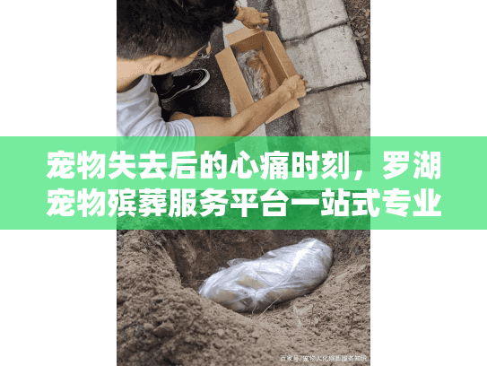 宠物失去后的心痛时刻，罗湖宠物殡葬服务平台一站式专业解决方案