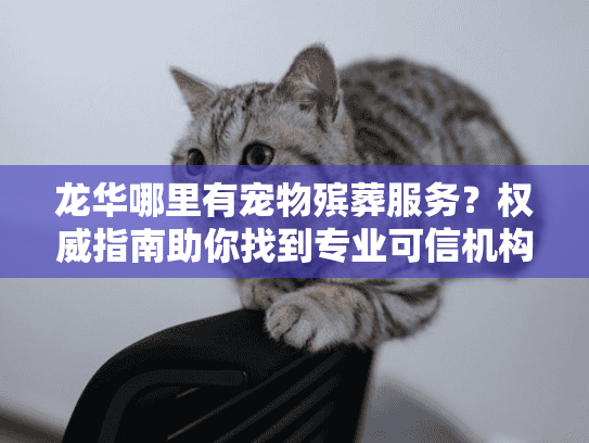龙华哪里有宠物殡葬服务？权威指南助你找到专业可信机构