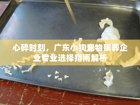 心碎时刻，广东小狗宠物殡葬企业专业选择指南解析