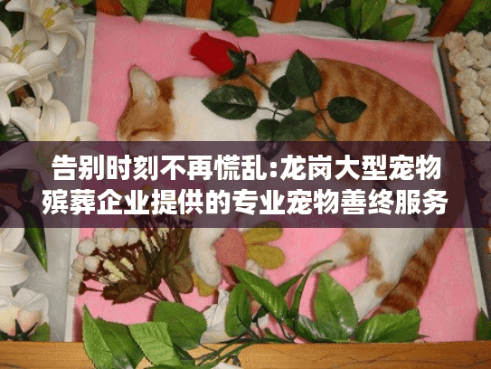 告别时刻不再慌乱:龙岗大型宠物殡葬企业提供的专业宠物善终服务