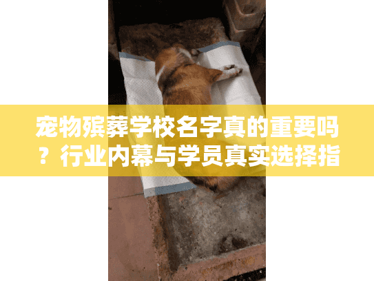 宠物殡葬学校名字真的重要吗？行业内幕与学员真实选择指南